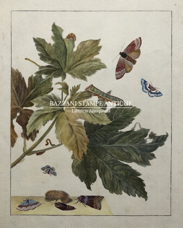 PIANTA CON FARFALLE (METAMORFOSI DELLA FARFALLA)