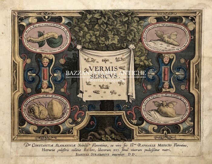 VERMIS SERICUS - IL BACO DA SETA serie di sei tavole