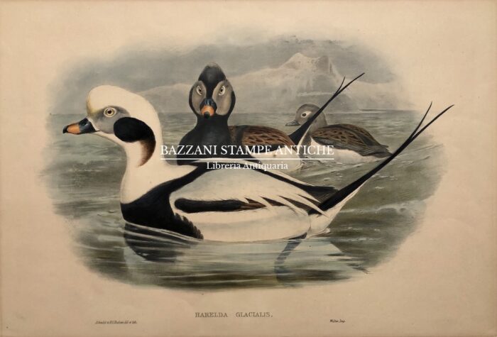 HARELDA GLACIALIS