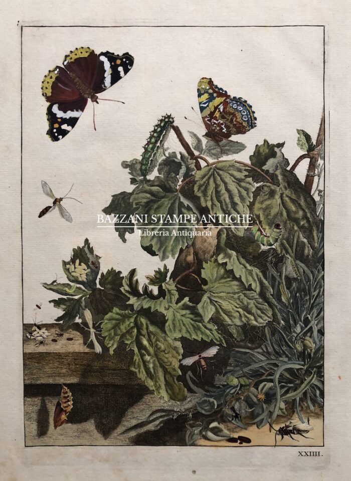PIANTA CON FARFALLE (METAMORFOSI DELLA FARFALLA)