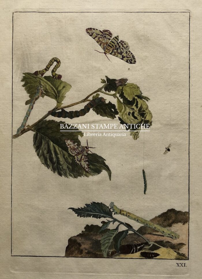 PIANTA CON FARFALLE (METAMORFOSI DELLA FARFALLA)