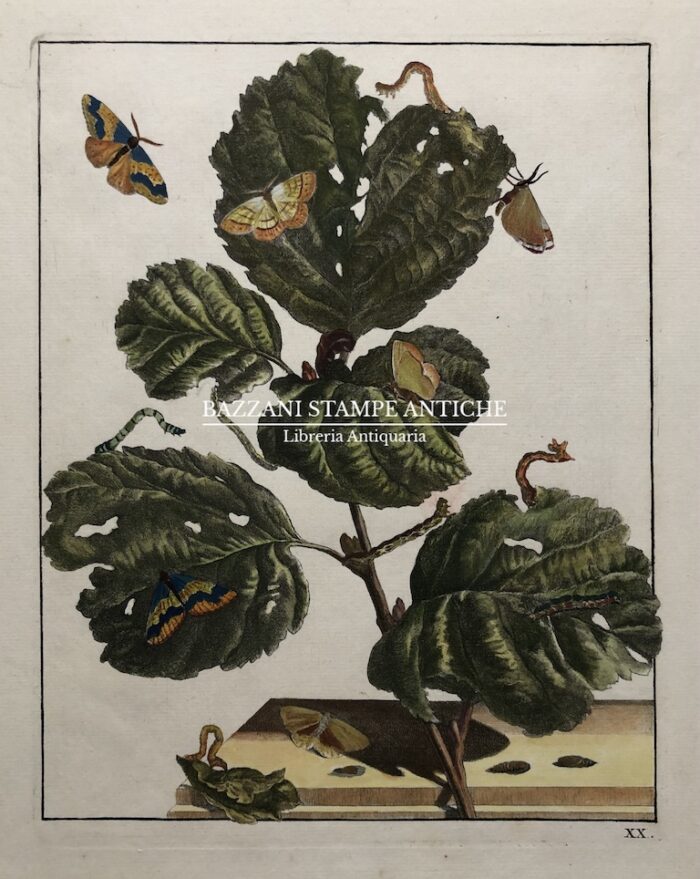 PIANTA CON FARFALLE (METAMORFOSI DELLA FARFALLA)