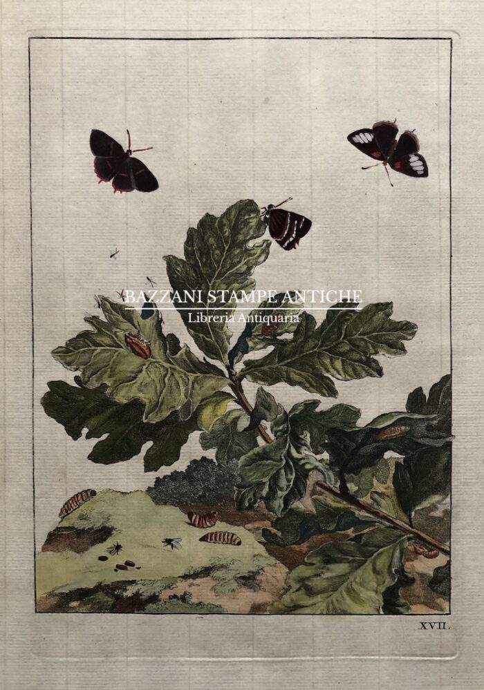 PIANTA CON FARFALLE (METAMORFOSI DELLA FARFALLA)