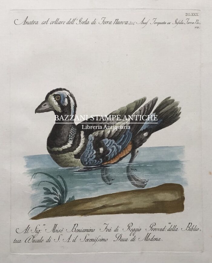 ANATRA COL COLLARE DELL'ISOLA DI TERRANUOVA