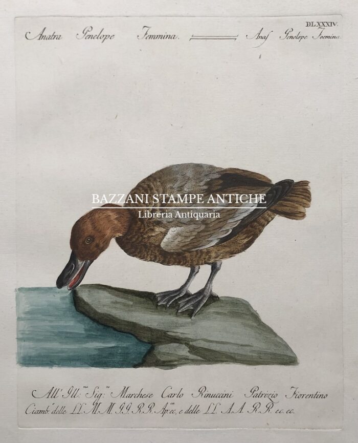 ANATRA PENELOPE FEMMINA