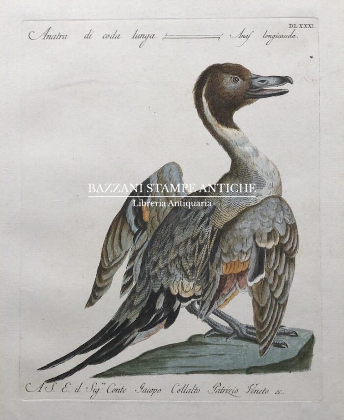 ANATRA DI CODA LUNGA