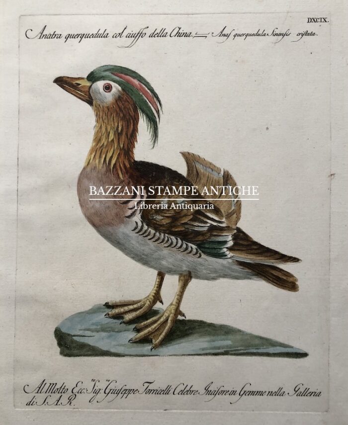 ANATRA QUERQUEDULA COL CIUFFO DELLA CHINA