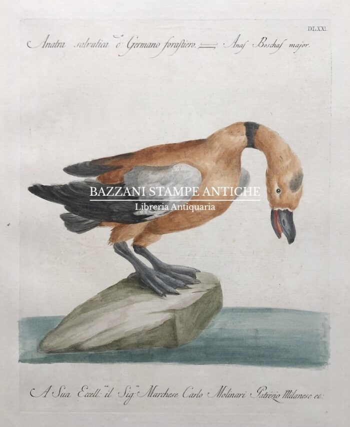 ANATRA SALVATICA DETTA GERMANO FORASTIERO