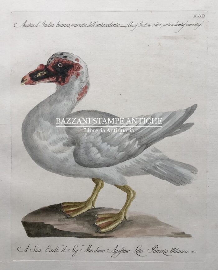 ANATRA D'INDIA BIANCA, VARIETA' DELL'ANTECEDENTE