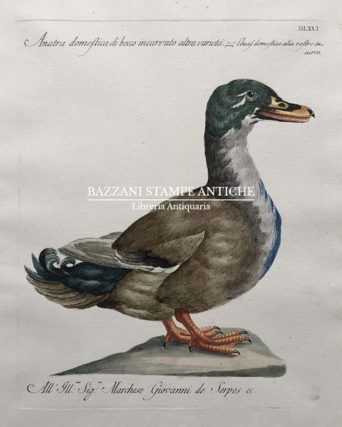 ANATRA DOMESTICA DI BECCO INCURVATO