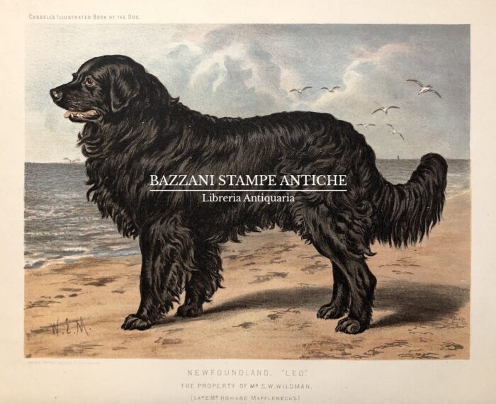 NEWFOUNDLAND "LEO"