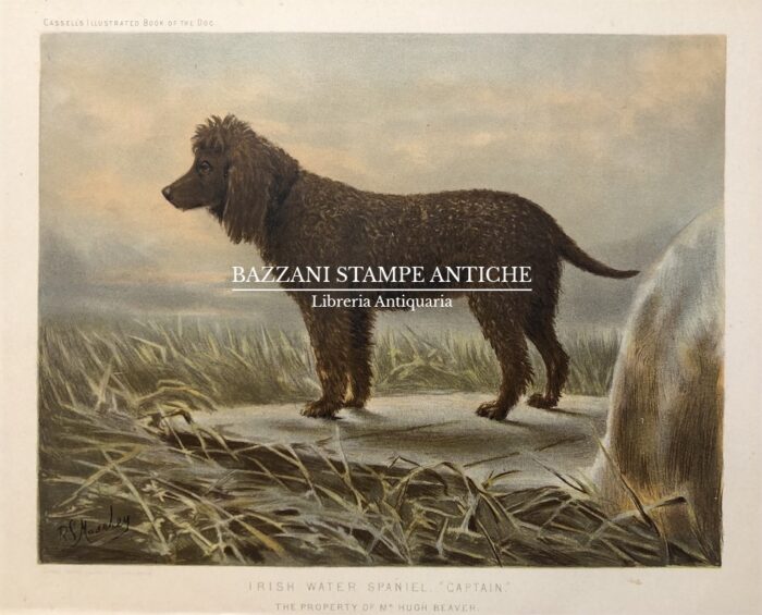 IRISH WATER SPANIEL "CAPTAIN"