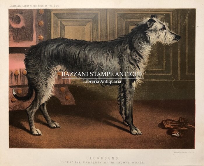 DEERHOUND