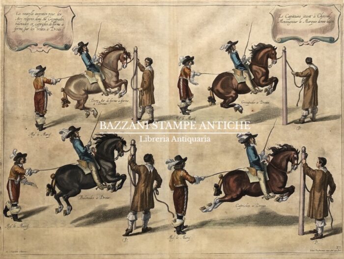 DRESSAGE