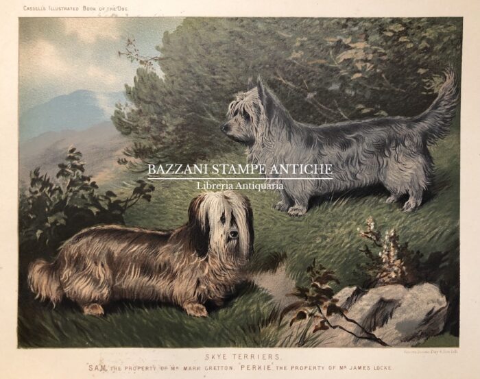 SKYE TERRIERS