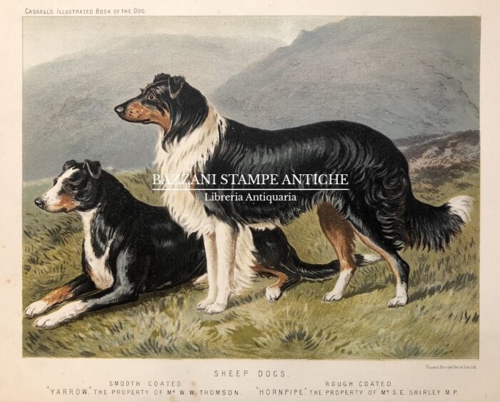 SHEEP DOGS