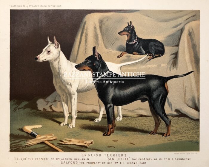 ENGLISH TERRIERS