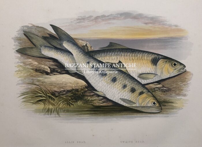 PESCI - ALLIS SHAD, TWAITE SHAD