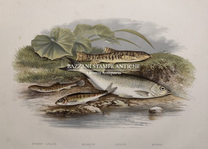 PESCI - SPINED LOACH, MINNOW LOACH, BLEAK