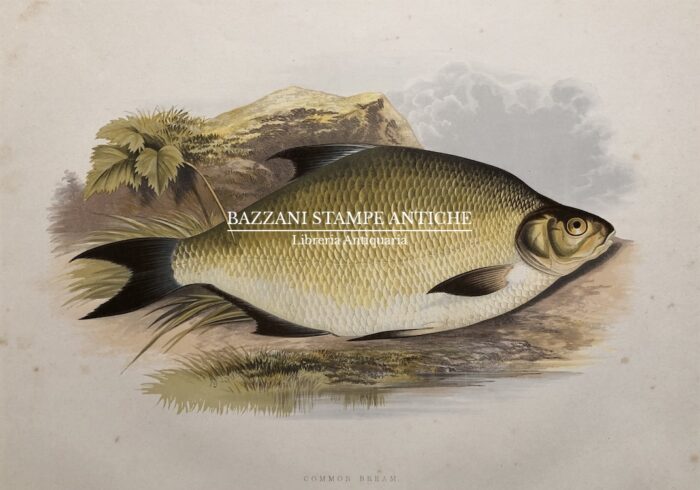 PESCE - COMMON BREAM