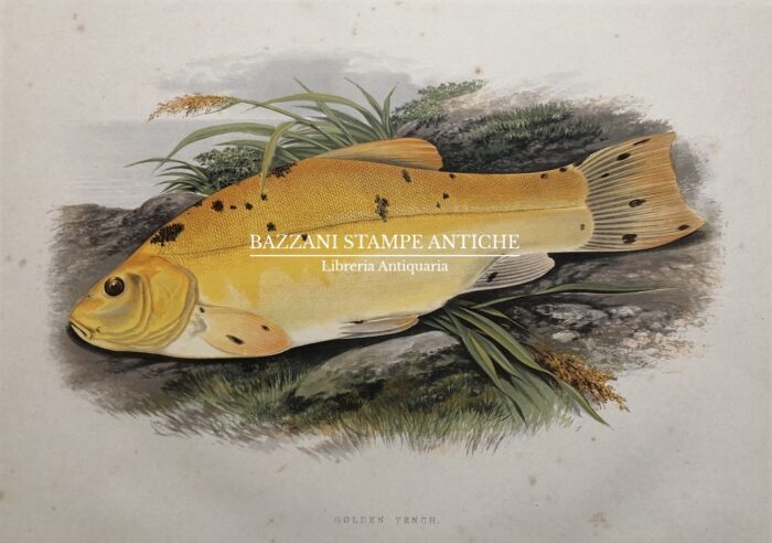 TINCA - GOLDEN TENCH
