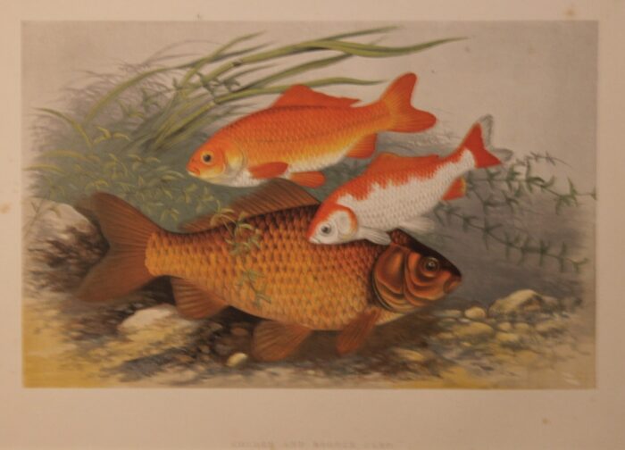 CARPE - GOLDEN AND BRONZE CARP