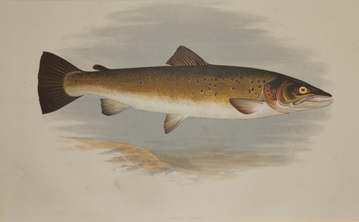 TROTA - BULL TROUT