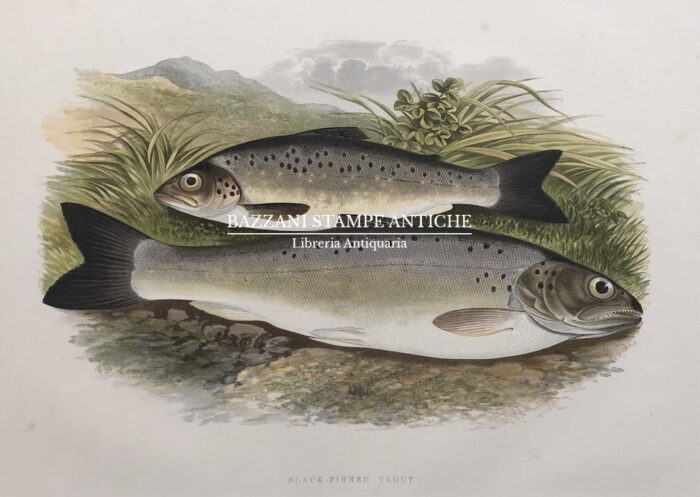 TROTE - BLACK-FINNED TROUT