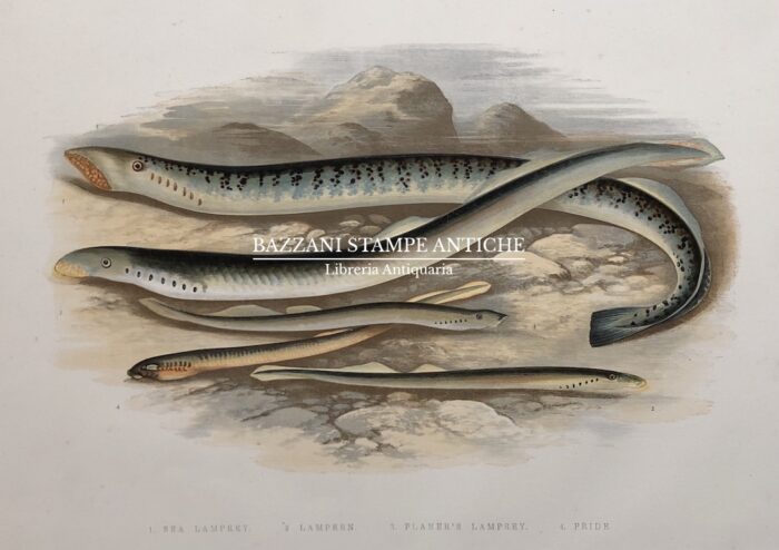 LAMPREDA - SEA LAMPREY. LAMPERN, PLANER'S LAMPREY, PRIDE