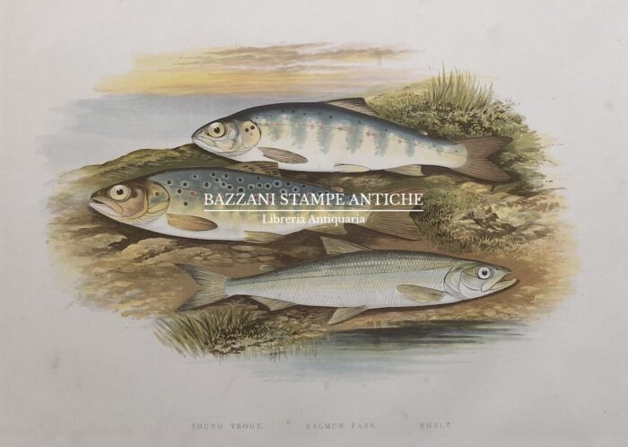 TROTA, SALMONE - YOUNG TROUT, SALMON PARR, SMELT
