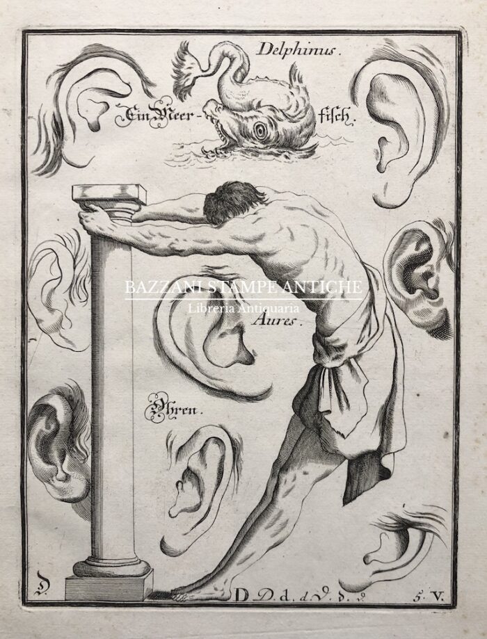 LETTERA "D"