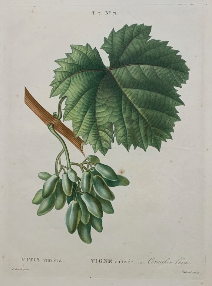 VITIS VINIFERA, VARIETÀ CORNICHON BLANC