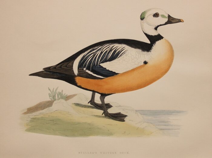 STELLER'S WESTERN DUCK