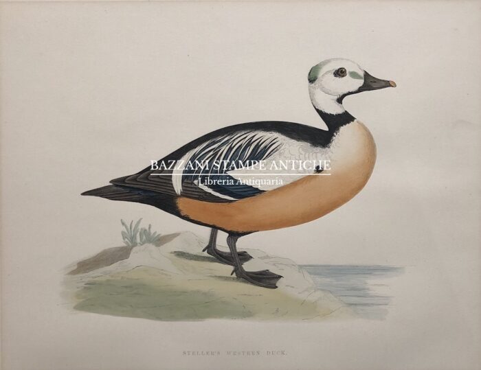 STELLER'S WESTERN DUCK