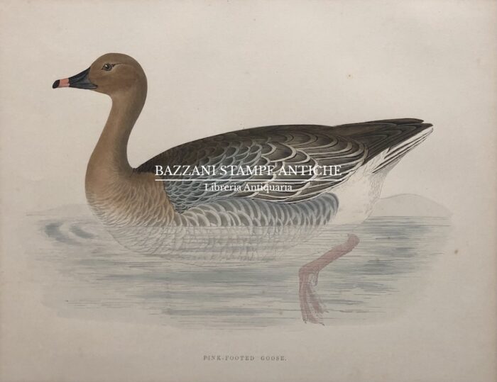 PINK - FOOTED GOOSE