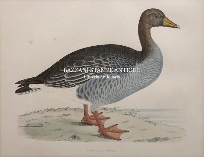 GRAY - LAG GOOSE