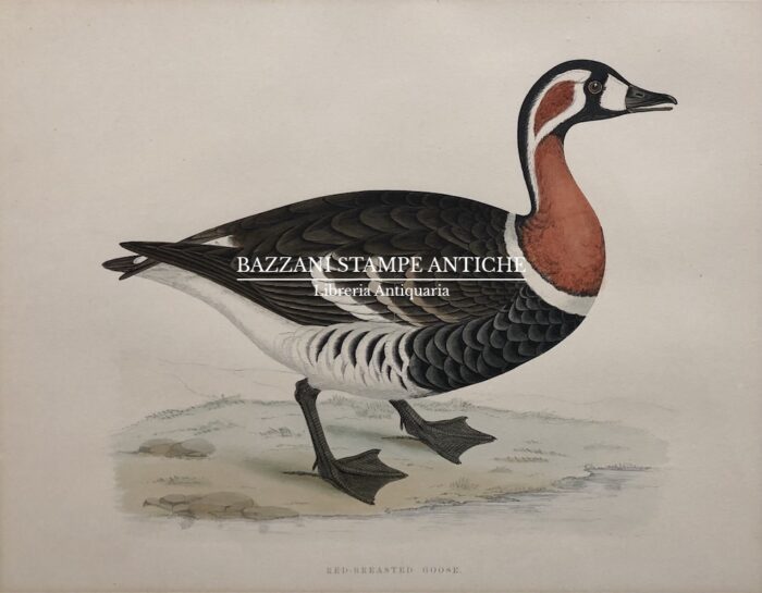RED - BREASTED GOOSE