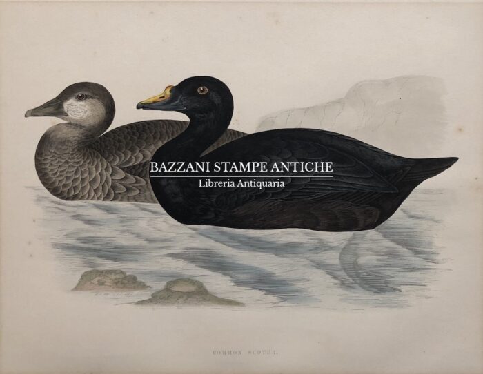 COMMON SCOTER