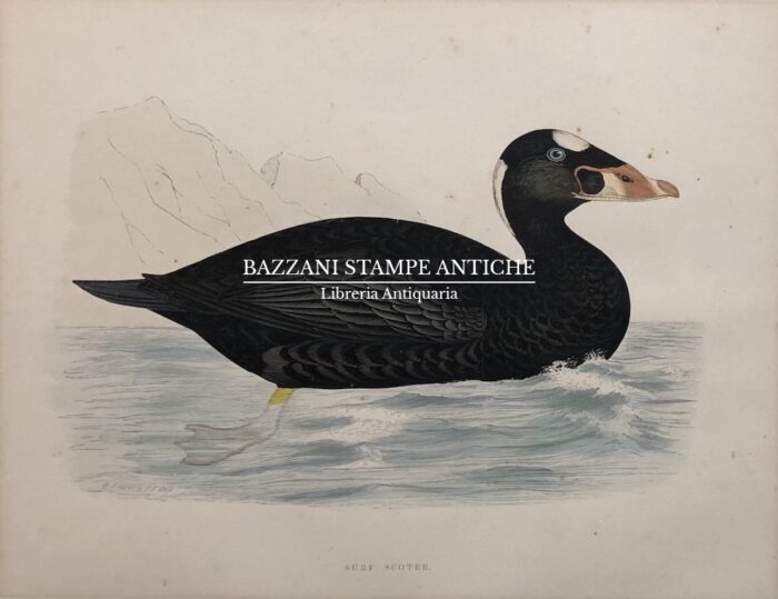 SURF SCOTER
