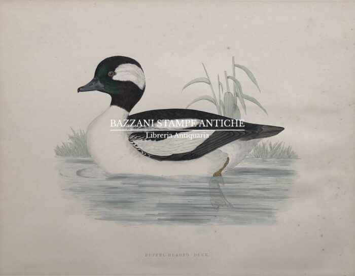 BUFFEL - HEADED DUCK