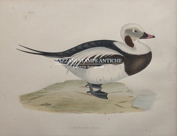 LONG-TAILED DUCK