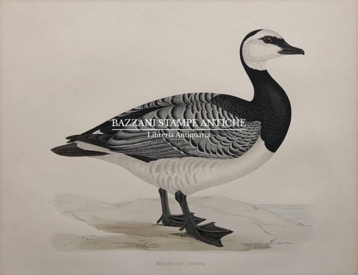 BERNICLE GOOSE