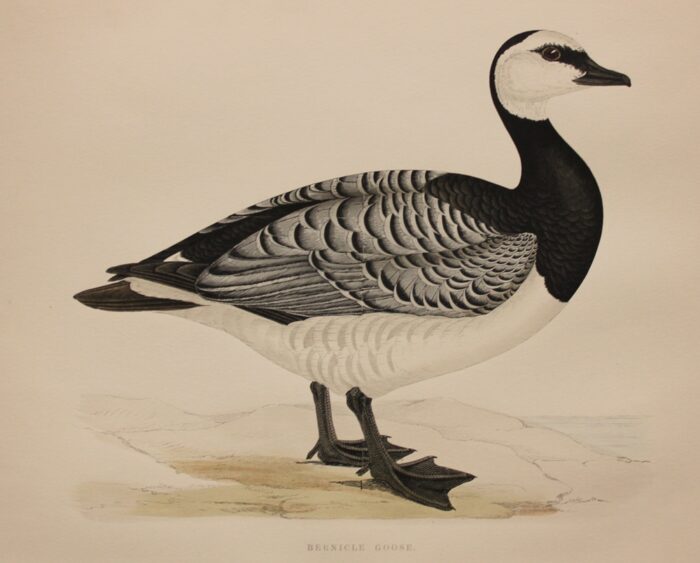 BERNICLE GOOSE