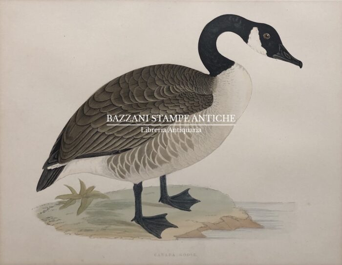 CANADA GOOSE
