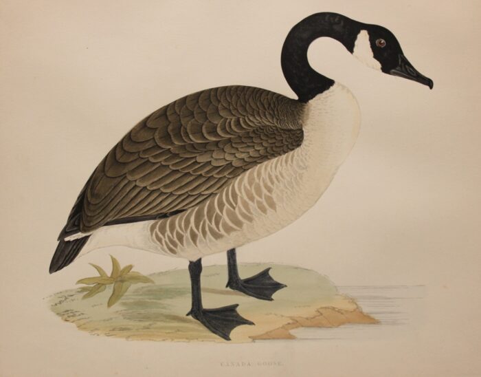 CANADA GOOSE