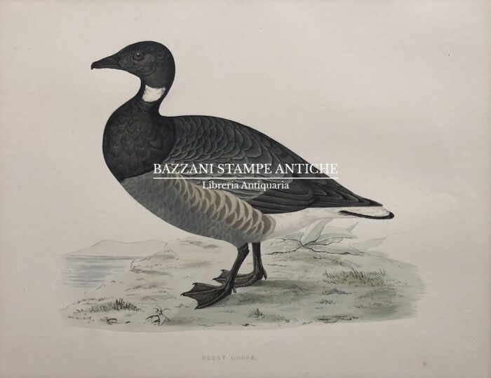 BRENT GOOSE