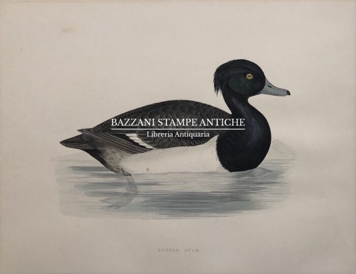 TUFTED DUCK