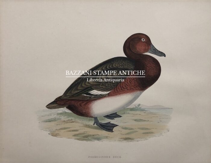 FERRUGINOUS DUCK
