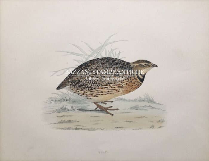 QUAGLIA - QUAIL