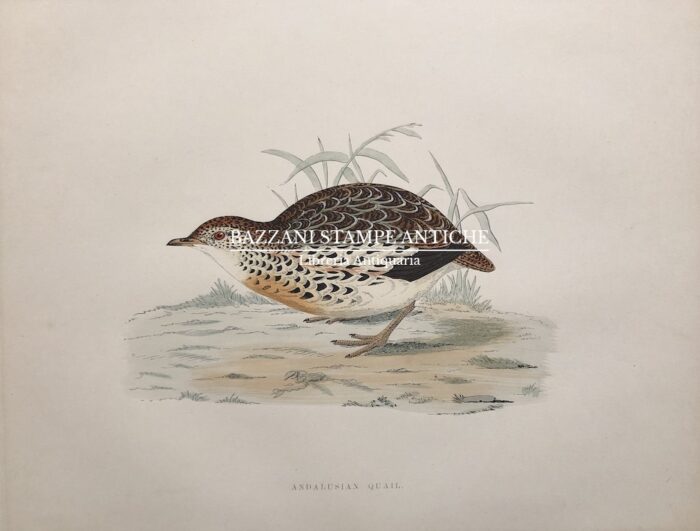 QUAGLIA - ANDALUSIAN QUAIL